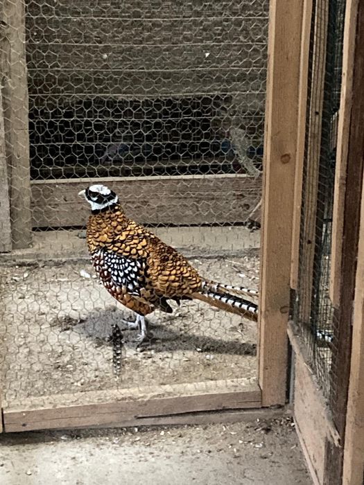 Fazan Regal- pereche