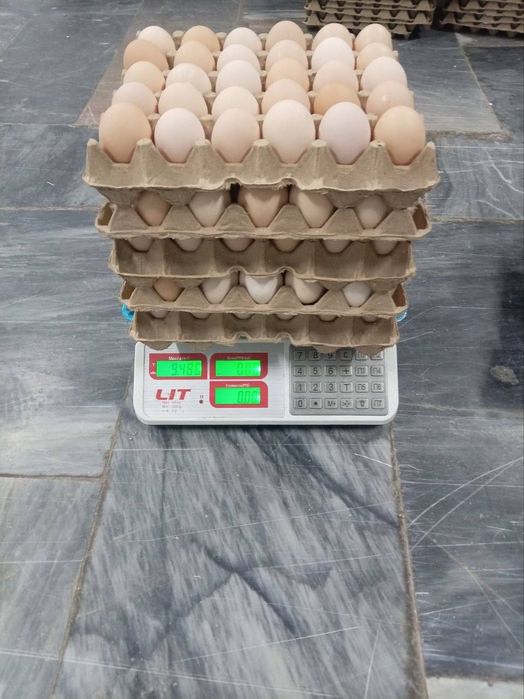 Tuxum optom togri fabrikadan