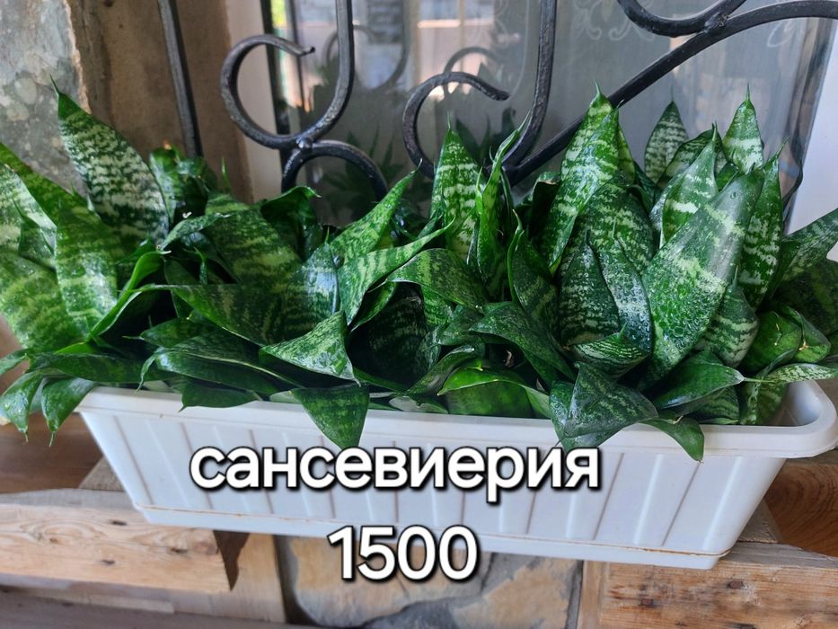 Продам комнатные цветы