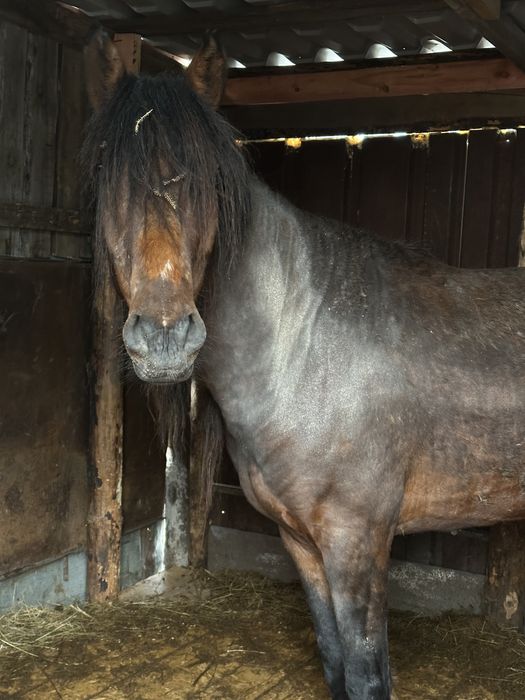 Продам  жеребца Айгыр