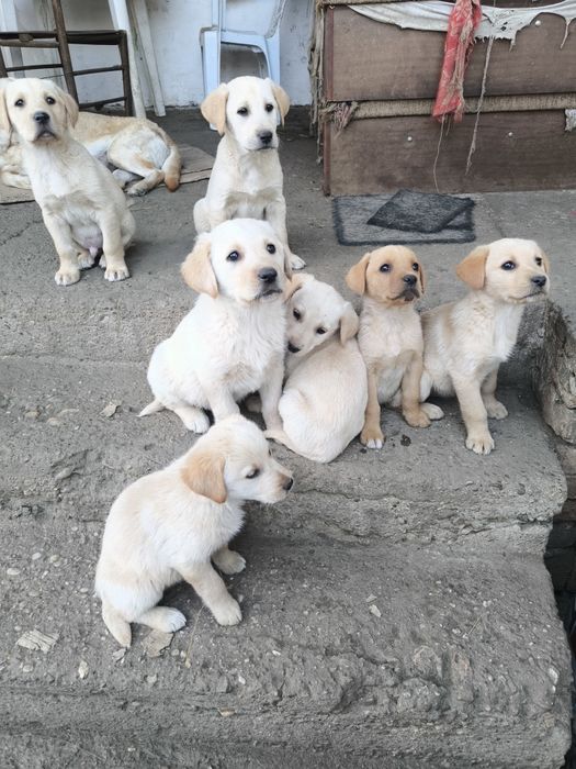 Лабрадор ретривър