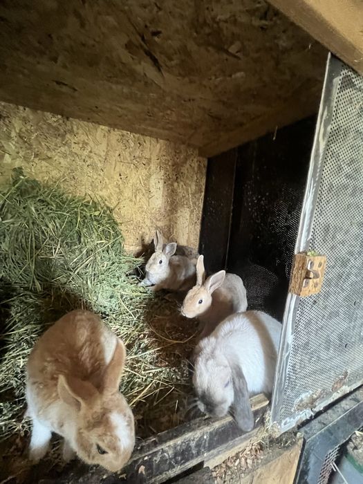 Disponibili iepuri Rex pitic și Holland Lop ( berbec pitic)