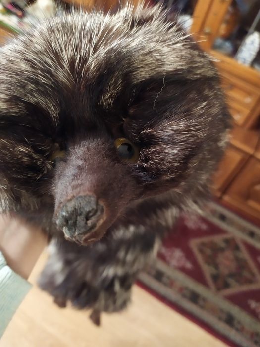 Etolă/guler din vulpe argintie întreagă (1 m)