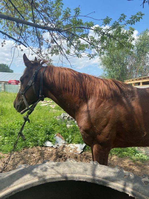 Продам Айгыра 6 лет англо араб