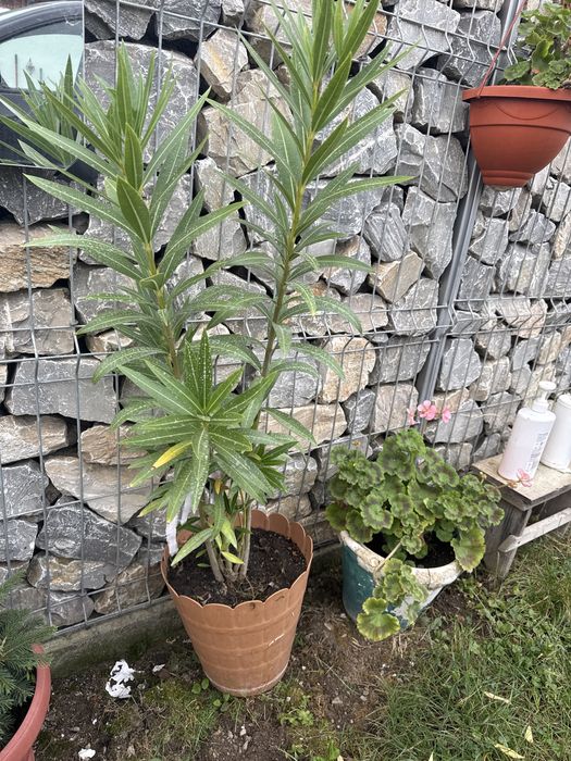 Flori la ghiveci ( trandafiri japonezi /leandri )