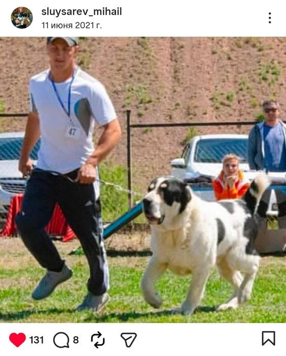 Кобель для вязок