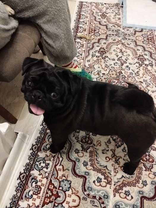 Вязка Мопс по кличке Чудо. 50000