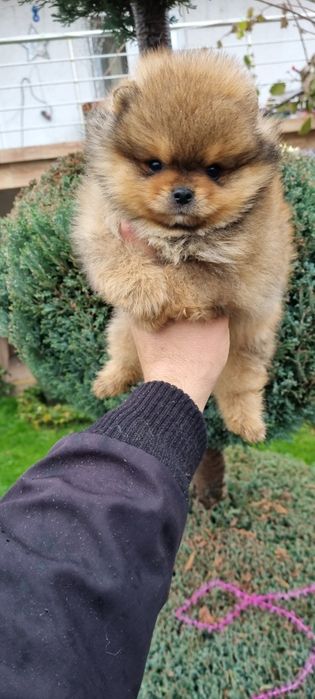 Померанче мини померан