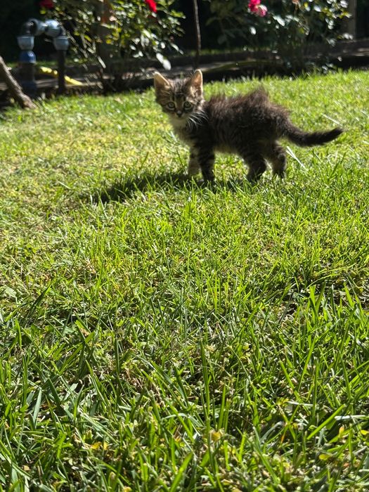 Подаряват се две котенца
