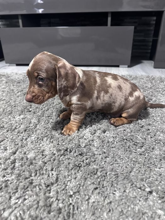 Teckel arlechin maro