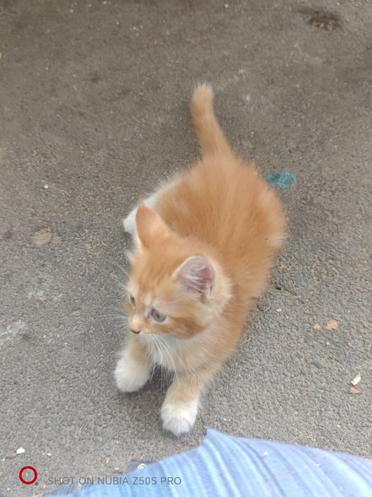 Девочка  Мейн Куна