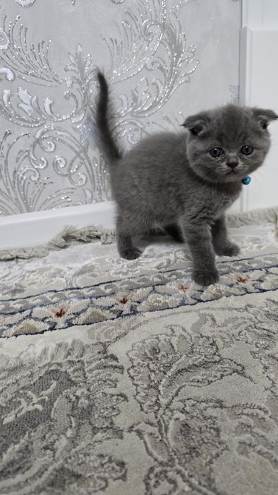 Продаются котята Скоттиш (страйт/фолд)