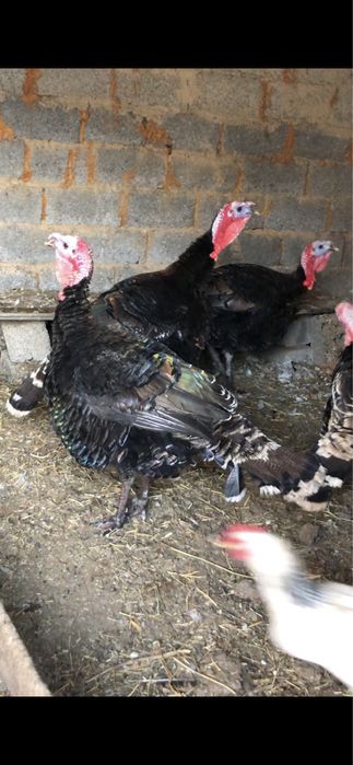 Индюк гибрид сатылады