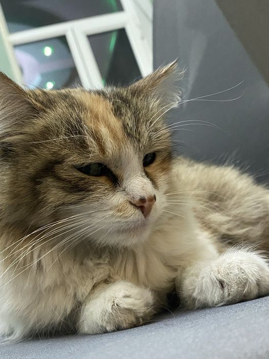Кошка (домашняя)