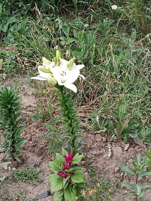 Продам дача Саяжай сатылымда