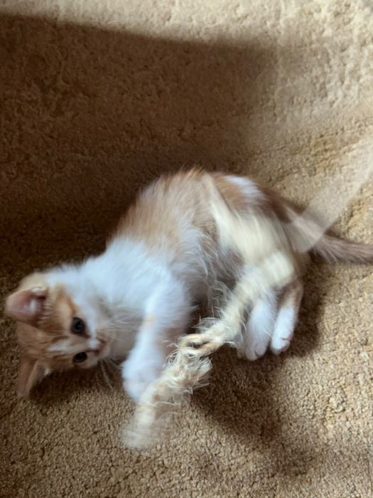 Солнечный котёнок