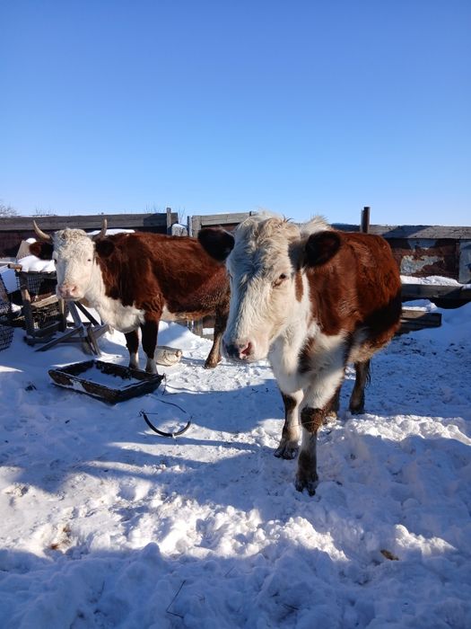 Продам  4 стельные коровы