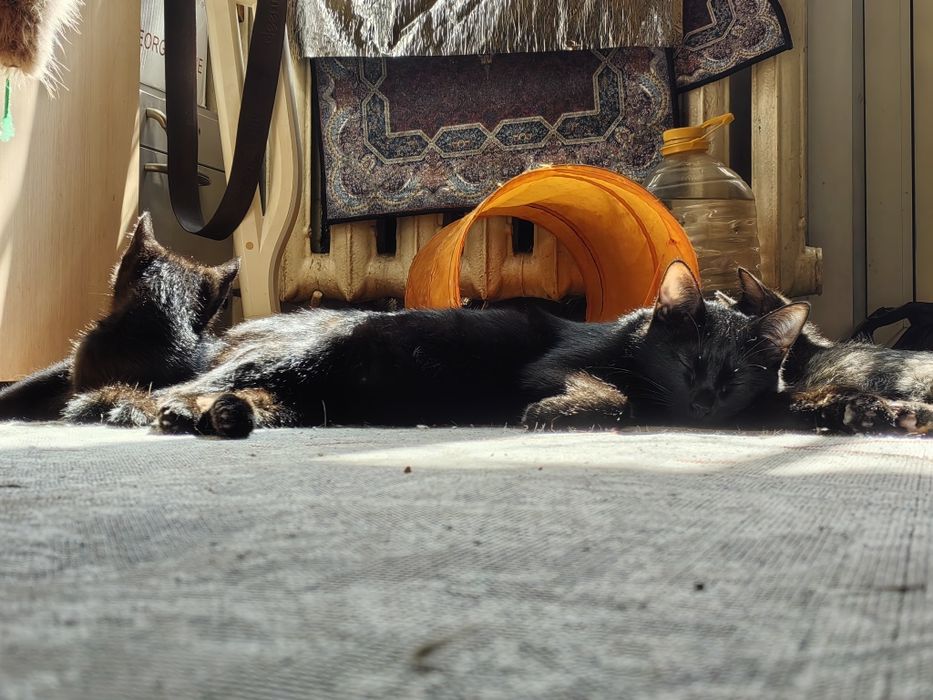 Отдам котёнка в хорошие руки