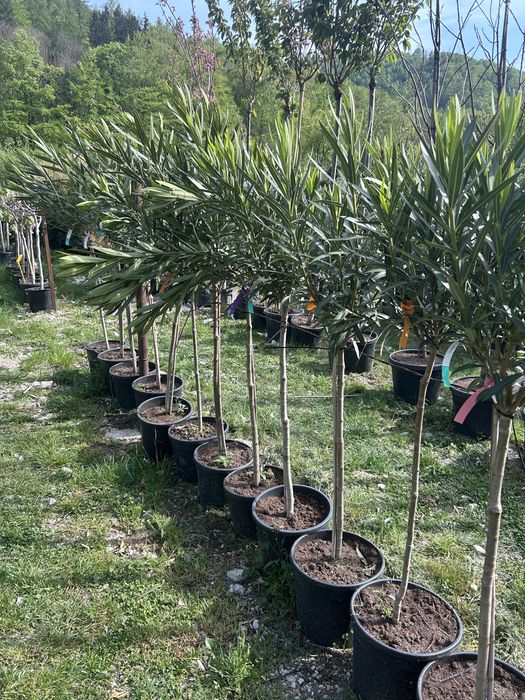 Plante ornamentale