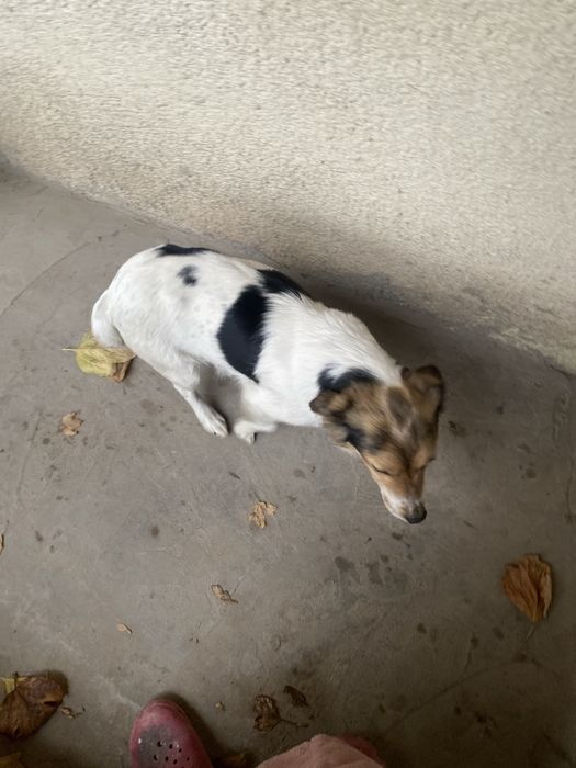 Животные щенки красивые