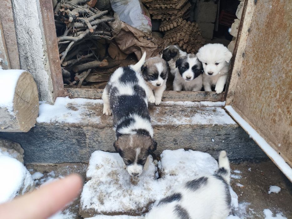 Отдам бесплатно в добрые руки щенят