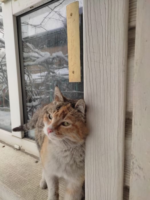 Кошка, 5-6 месяцев