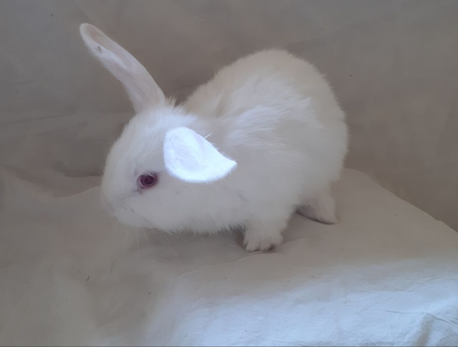 Карлик Куёнлар сотилади