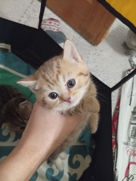 Шотландский прямоухо