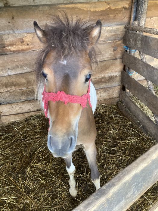 Pony mascul de 1an jumate