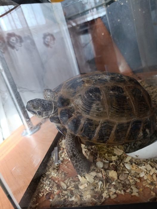 Черепаха сухопутная