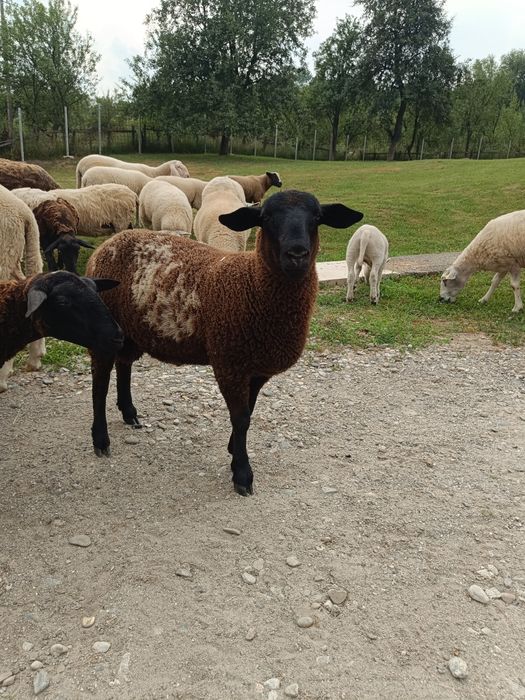 Vând 2 berbecuți de carne
