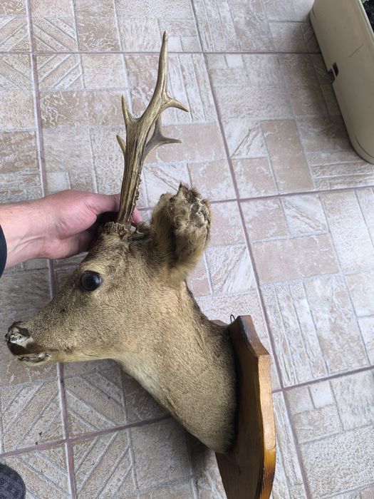 Продавам препариран бюст на сръндак