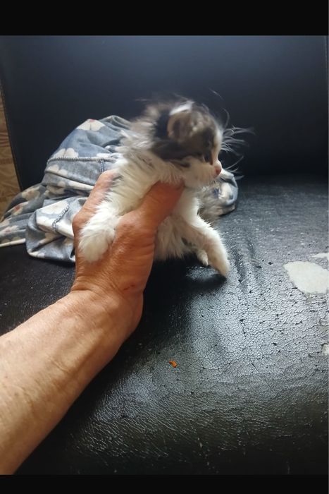 Срочно отдам котят
