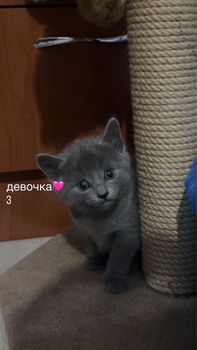 Отдам котят в добрые руки