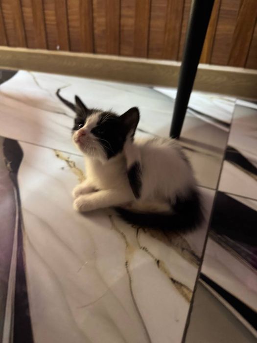 Отдадим  котят бесплатно