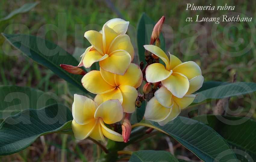 Plic 20 seminte Plumeria Frangipani Rubra - Mix de culori