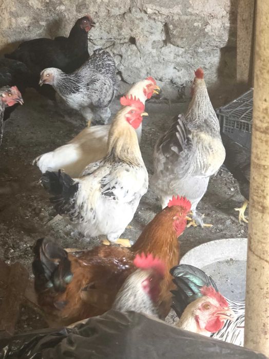 Cocosi țărănești