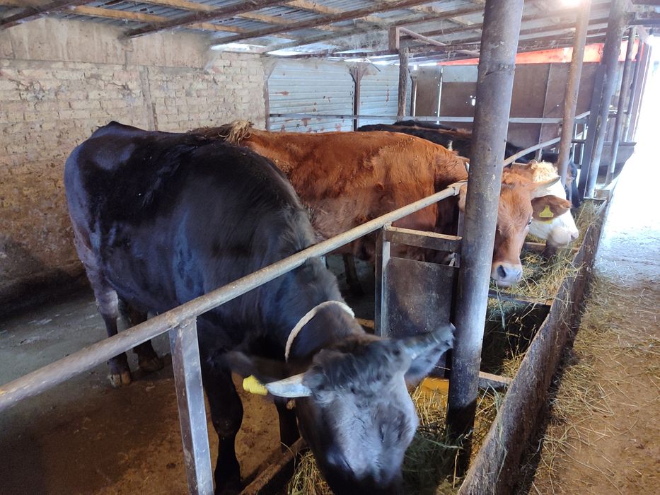 Продам телок КРС