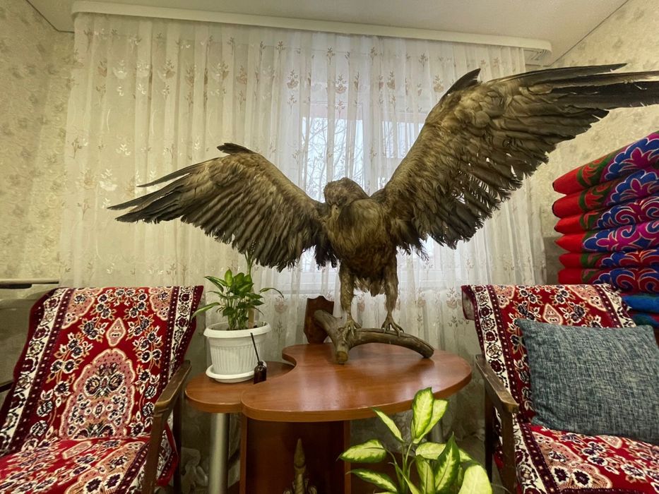 Беркут продам состояние отличное