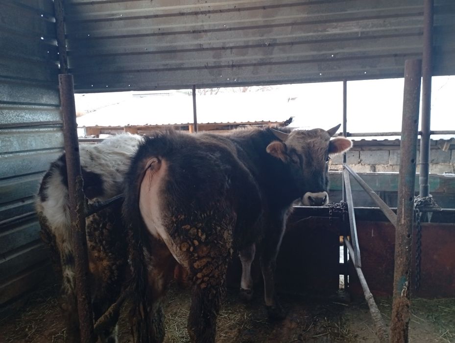 Продам быков в круг