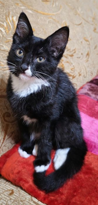 Отдам котёнка в добрые руки