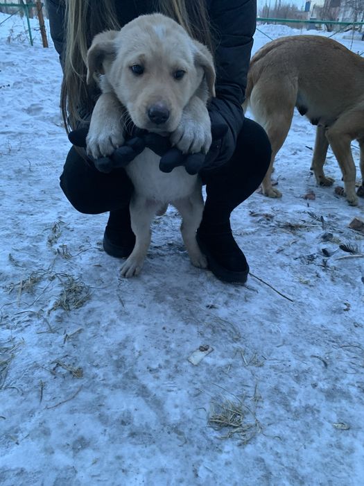 Щенок в хорошие руки