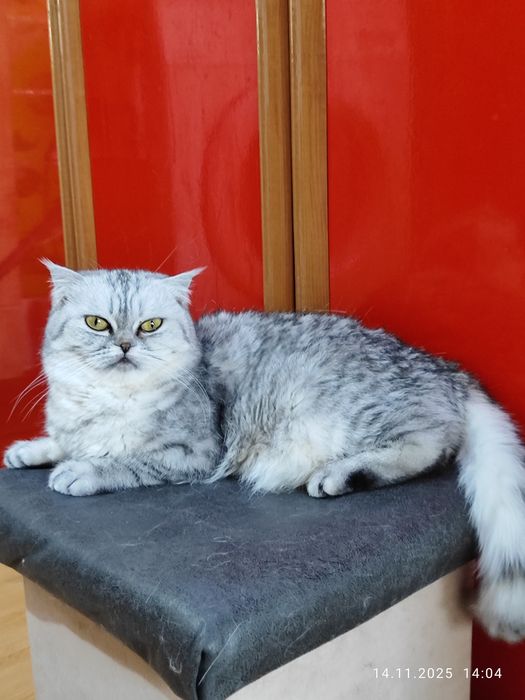 Передаётся чистокровная шиншилла