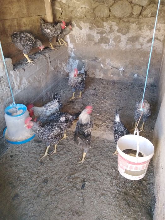 Продавам млади петли