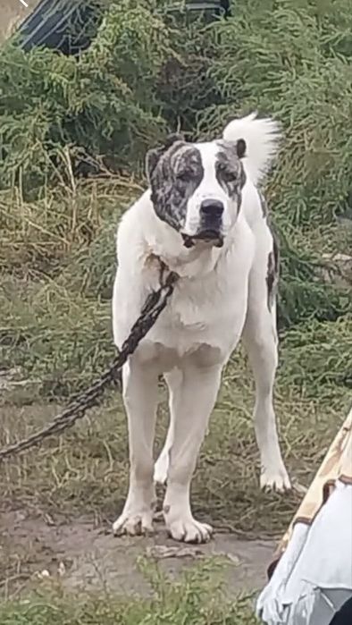 Продается молодой