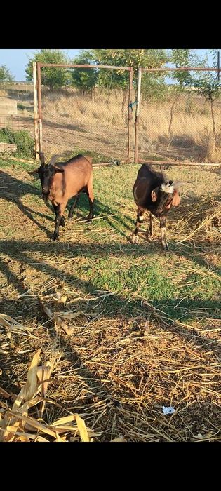 Țapi alpin francez și Anglo Nubian