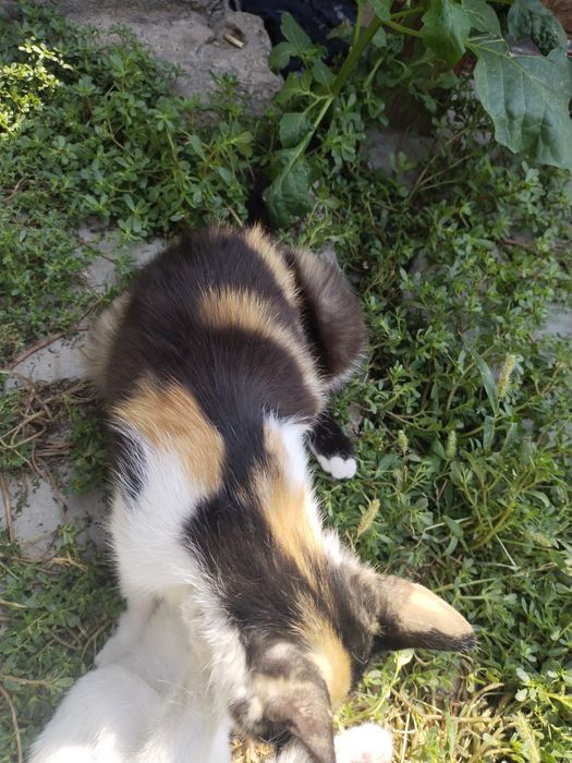 Отдам даром кошечку