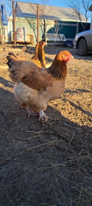 Чисто кровный породы