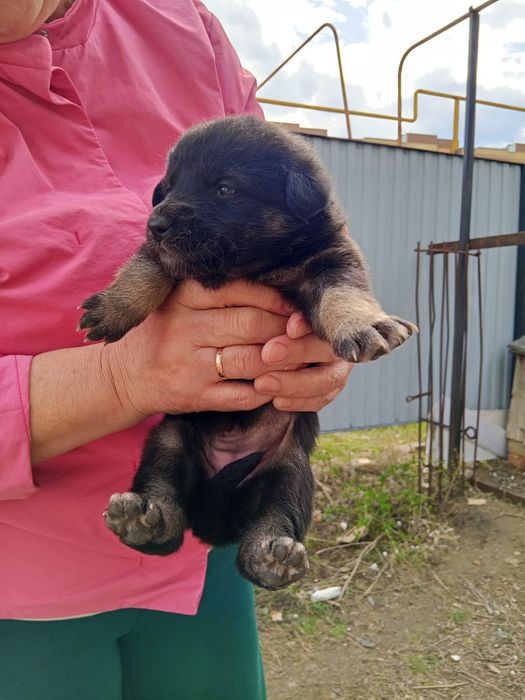 Отдам щенят в добрые руки