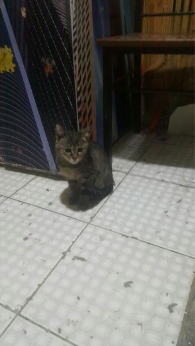 Девочка ищет дом и семью!